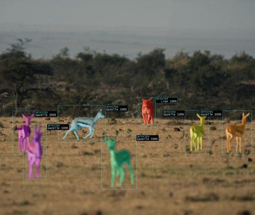 AI wildlife identification