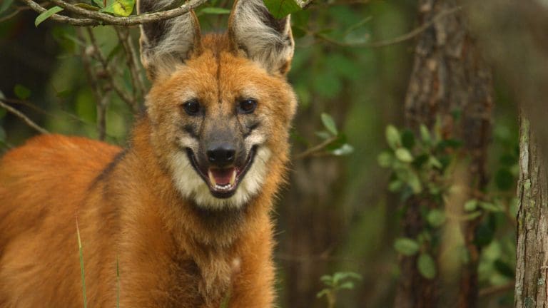 maned wolf 1