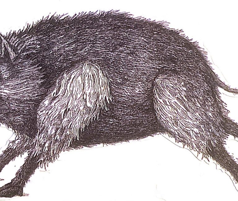 Wild Boars of Manitoba