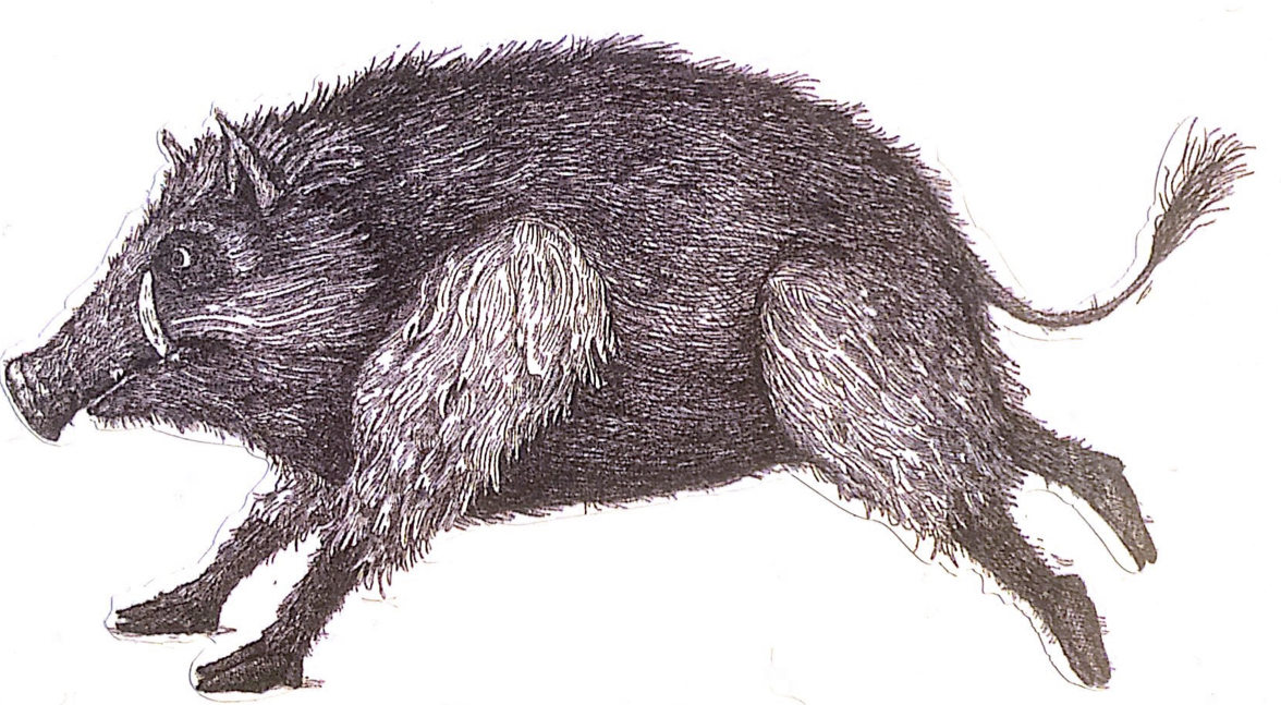 Wild Boars of Manitoba